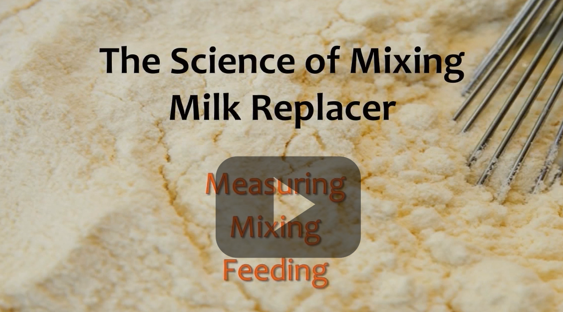 The Science of Mixing Milk Replacer (video)